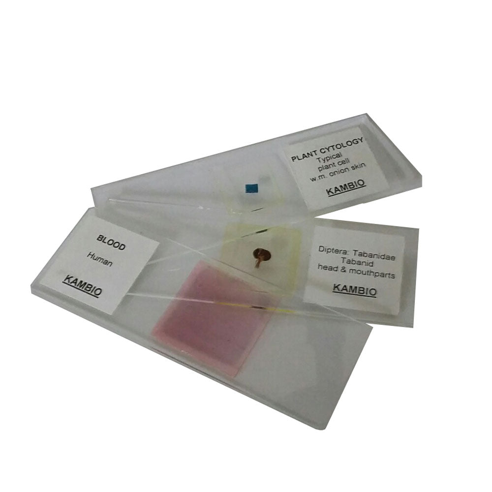 MICROSCOPE SLIDE – PARAMECIUM WHOLE MOUNT