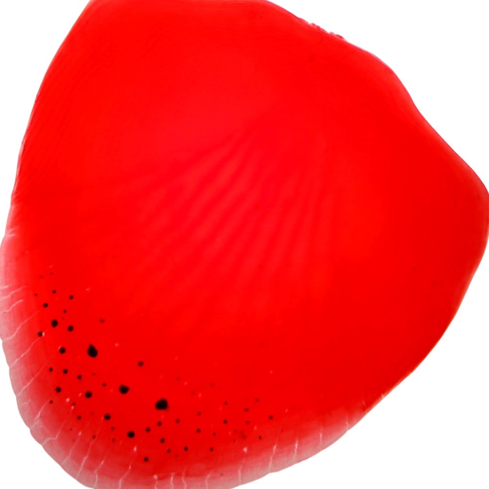 Microscope Slide – Placoid Scales Whole Mount (Shark Skin)