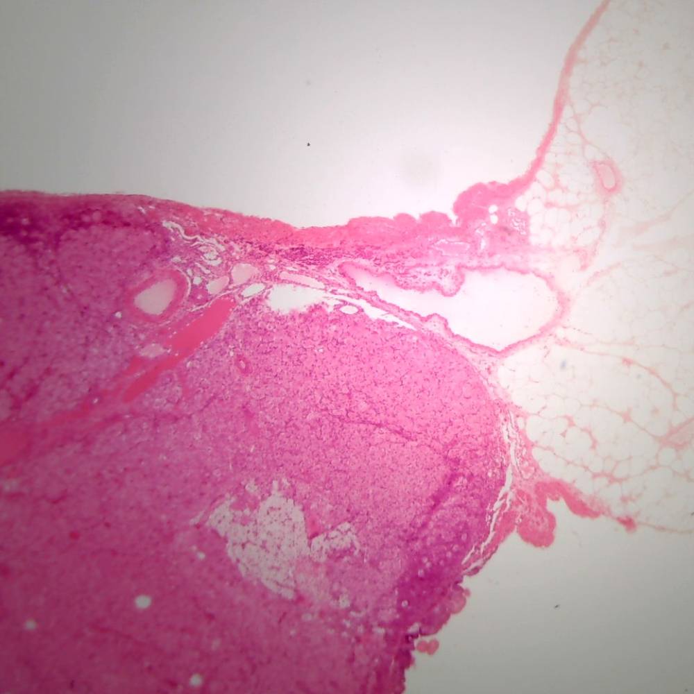 Microscope Slide – Ovary General Structure (Rabbit)
