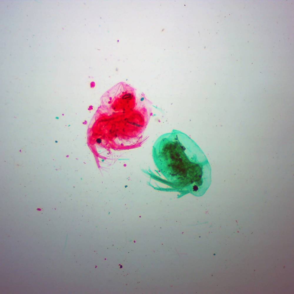 Microscope Slide – Daphnia Whole Mount