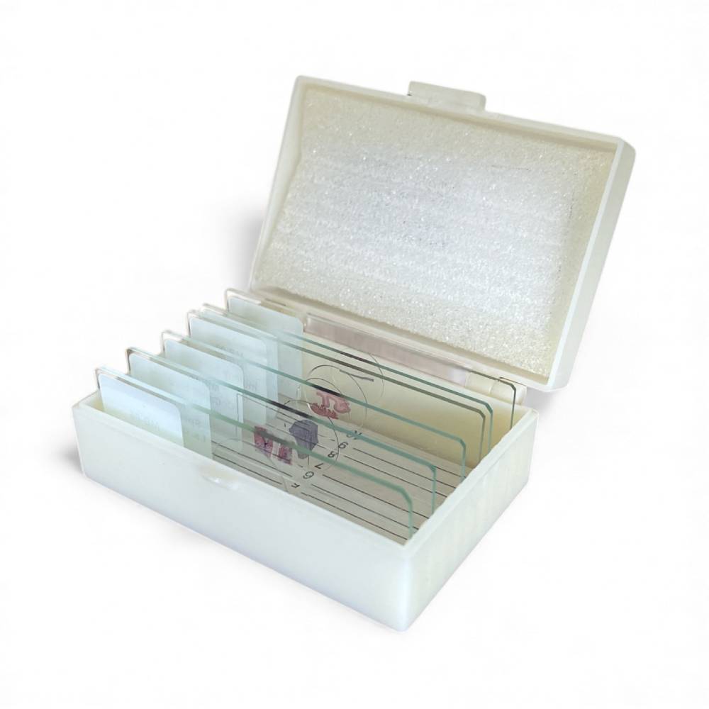 Microscope Slide Set – Animal Tissues: Muscle & Bone (6 Slides)