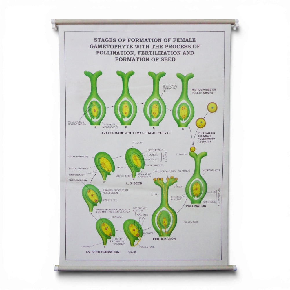 Wall Chart – Stages of Formation of Female Gametophyte, Pollination, Fertilisation and Seed Formation