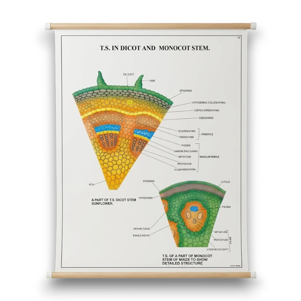 Wall Chart – T.S. in Dicot and Monocot Stem