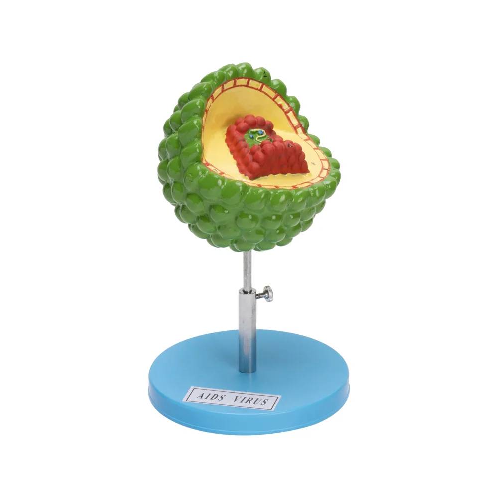 AIDS Virus (HIV) Anatomy Model html Copy code