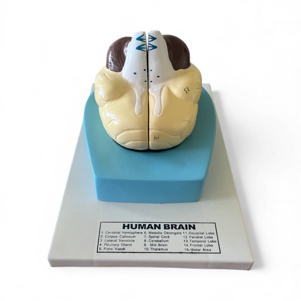 Model Brain 2-Part