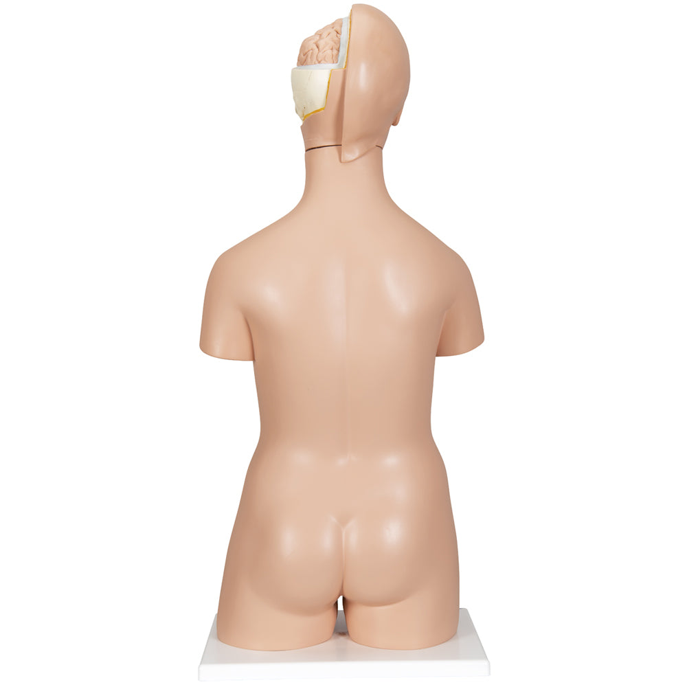 Deluxe Dual Sex Human Torso Model, 20 Part