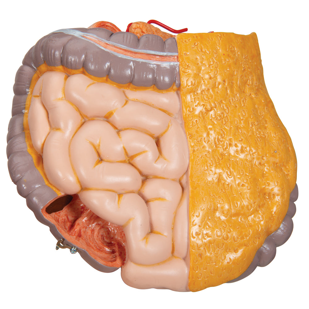 Deluxe Dual Sex Human Torso Model, 20 Part