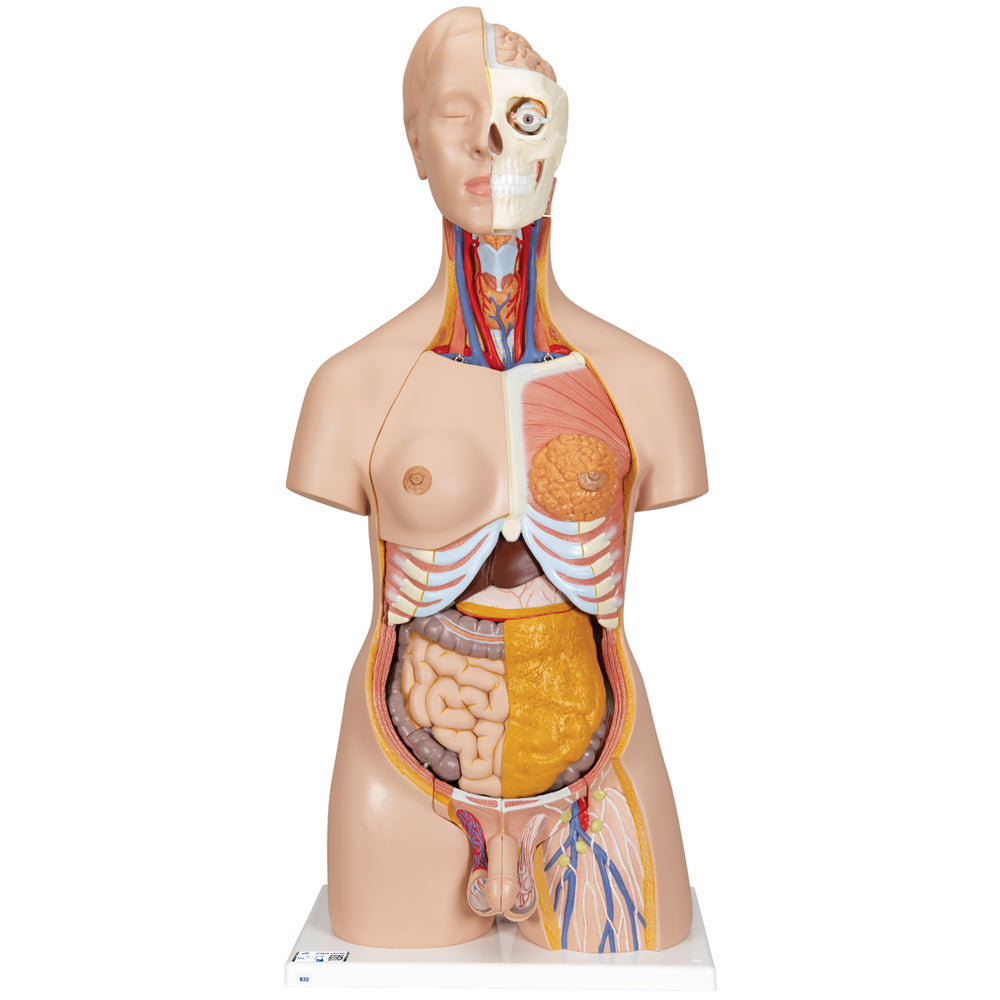 Deluxe Dual Sex Human Torso Model, 20 Part