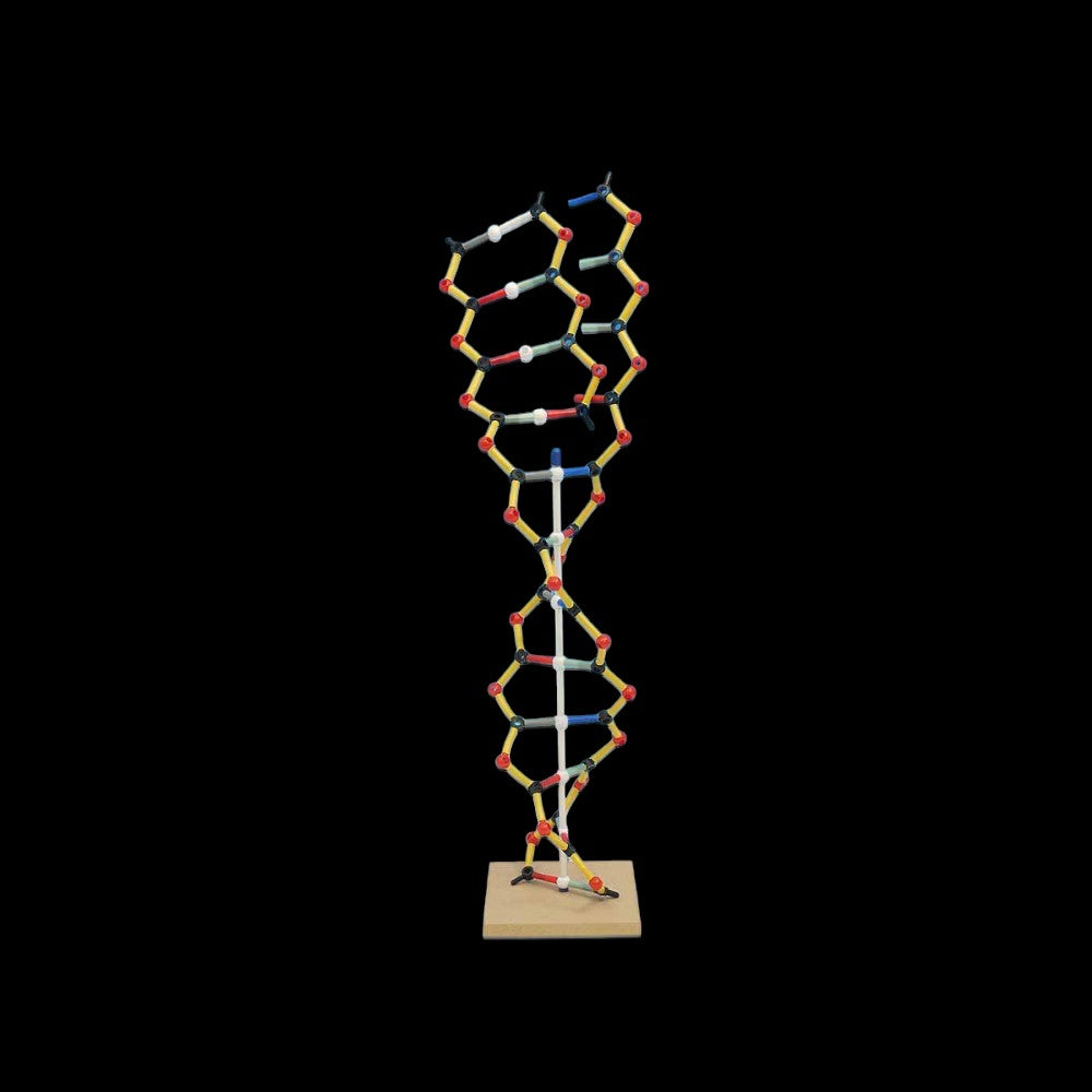 Orbit DNA–RNA Transcription Model