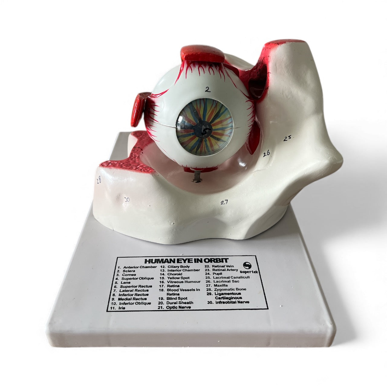 Eye In Bony Orbit Model