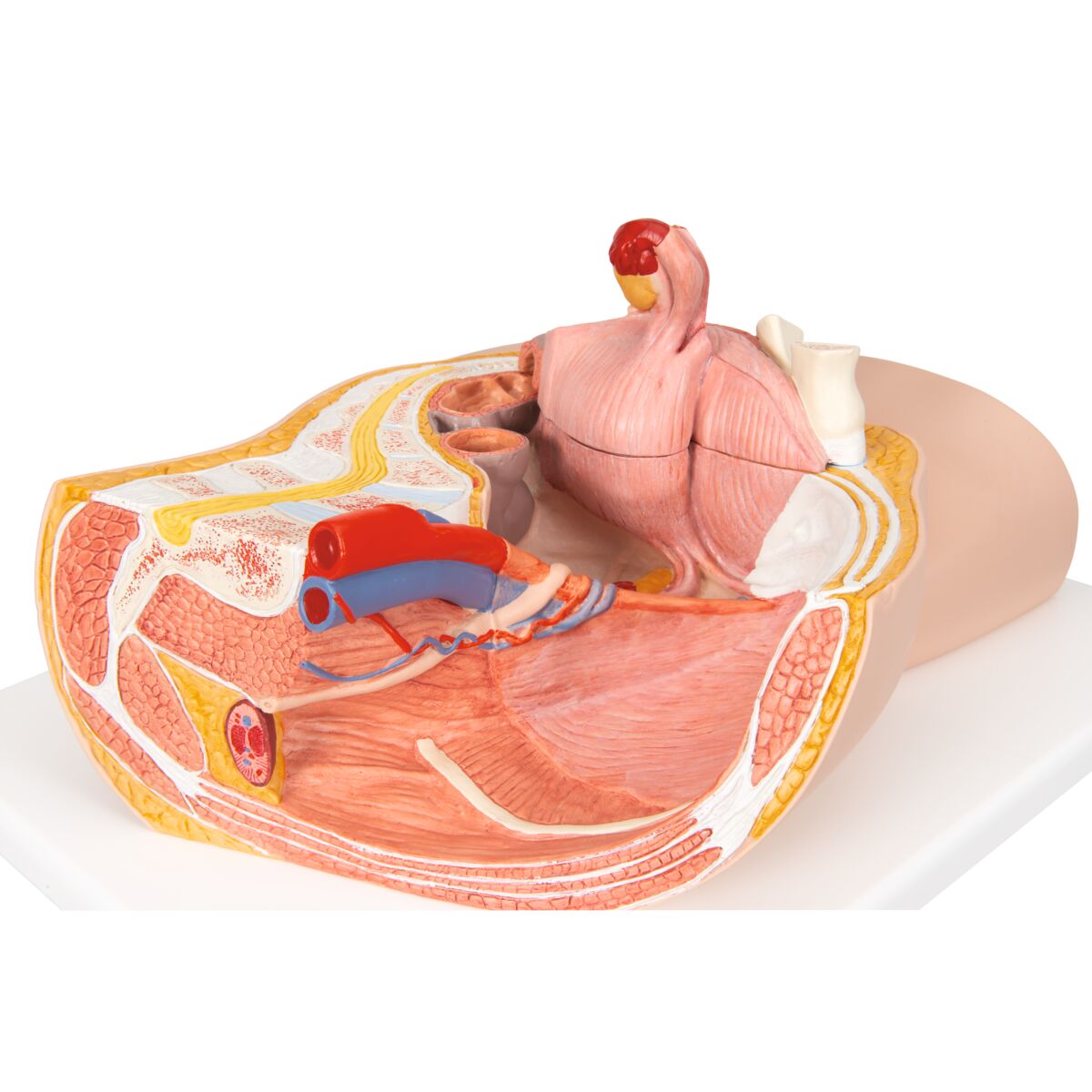 3B Scientific Female Pelvis Model in Median Section – 2 Part