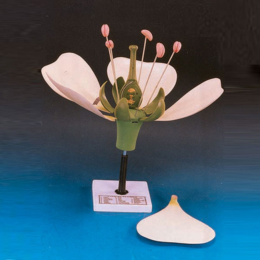 Typical Flower Model