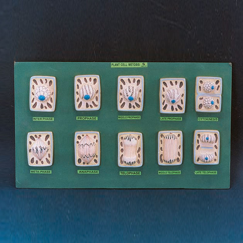 Mitosis Plant Model