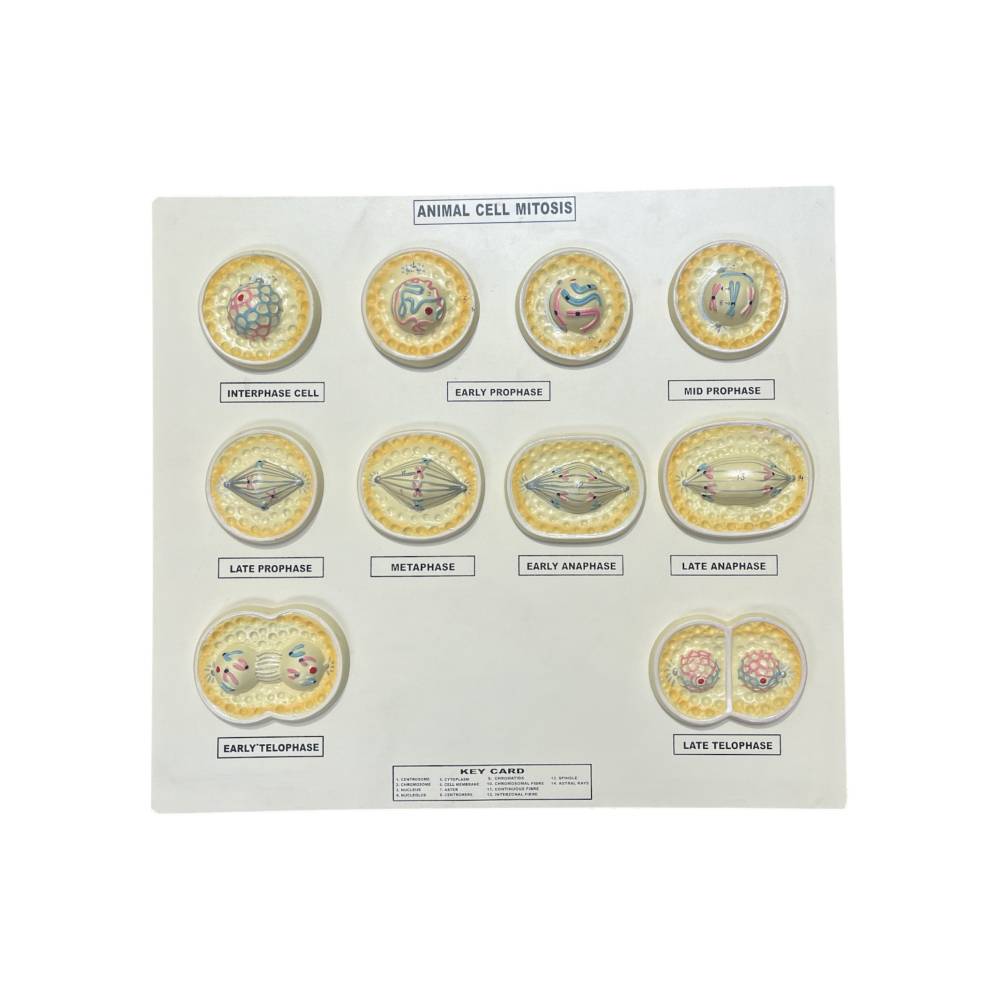 Mitosis Animal Cell Model – 9 Stages