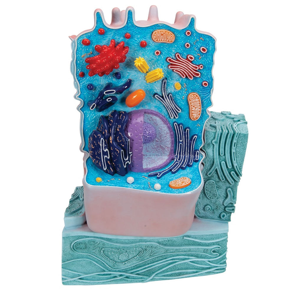 Model Typical Animal Cell