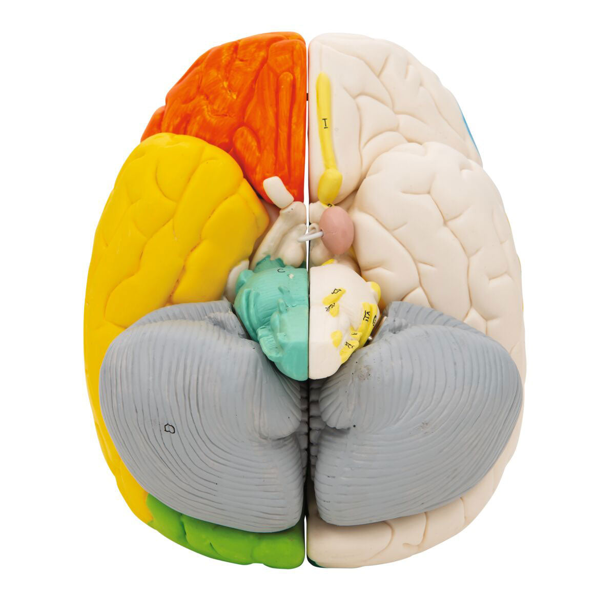 Human Neuro-Anatomical Brain Model 8 part - 3B Smart Anatomy