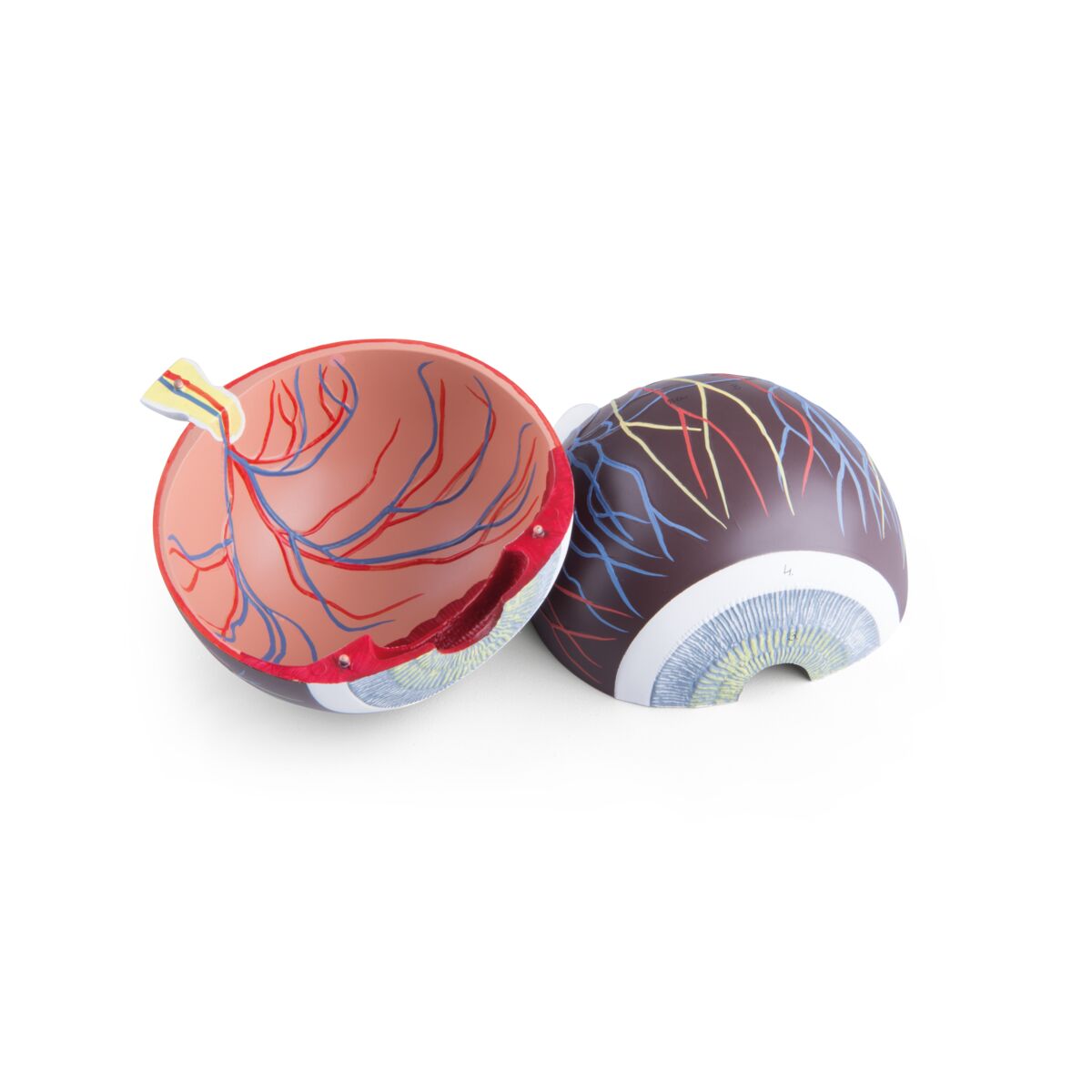 Human Eye Model 5 times Full-Size 6 part - 3B Smart Anatomy