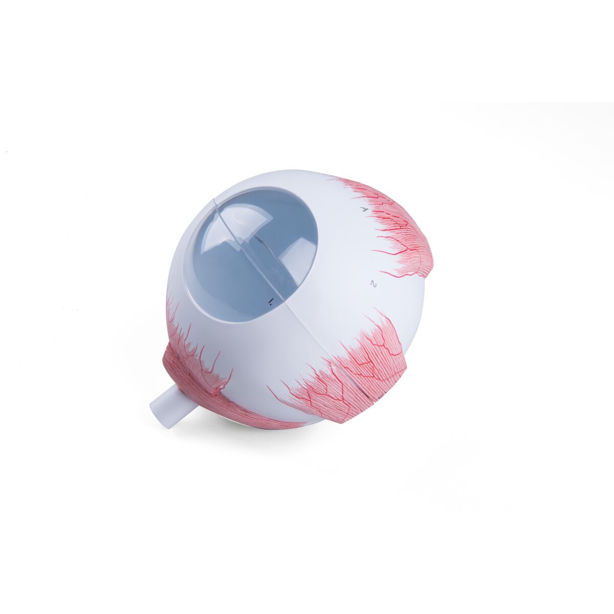 Human Eye Model 5 times Full-Size 6 part - 3B Smart Anatomy
