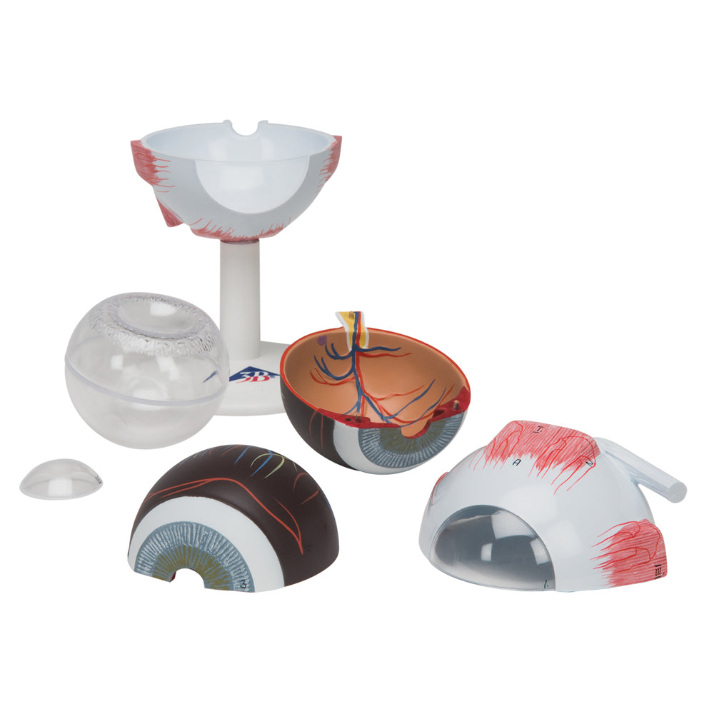 Human Eye Model, 3 Tmes Full-Size, 6 part