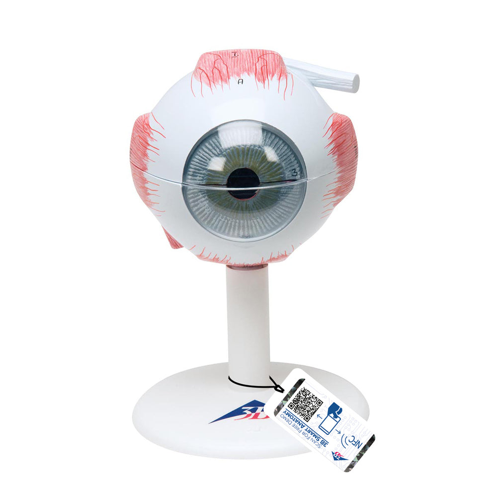 Human Eye Model, 3 Tmes Full-Size, 6 part