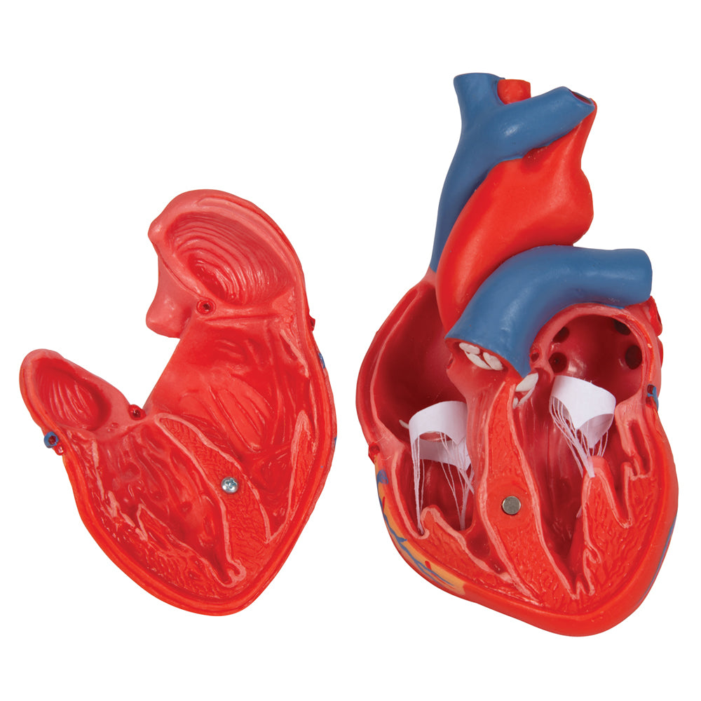 Classic Human Heart Model, 2 Part