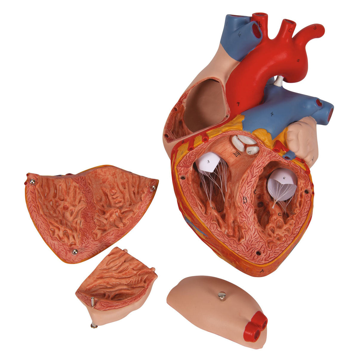 Human Heart Model 2x Life-Size 4 part - 3B Smart Anatomy