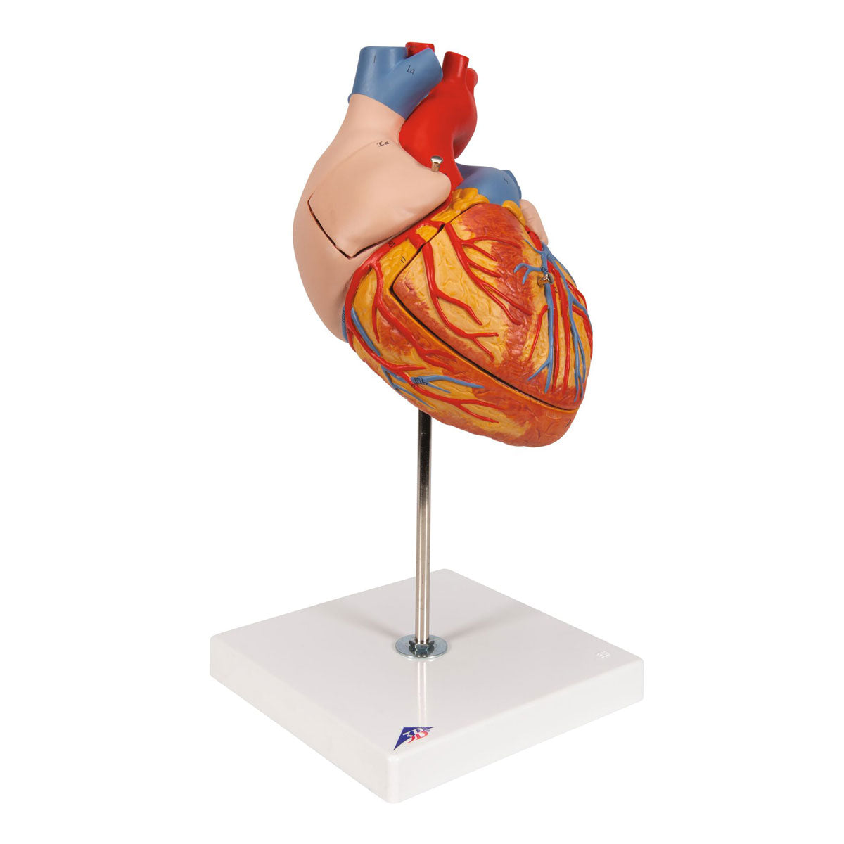 Human Heart Model 2x Life-Size 4 part - 3B Smart Anatomy