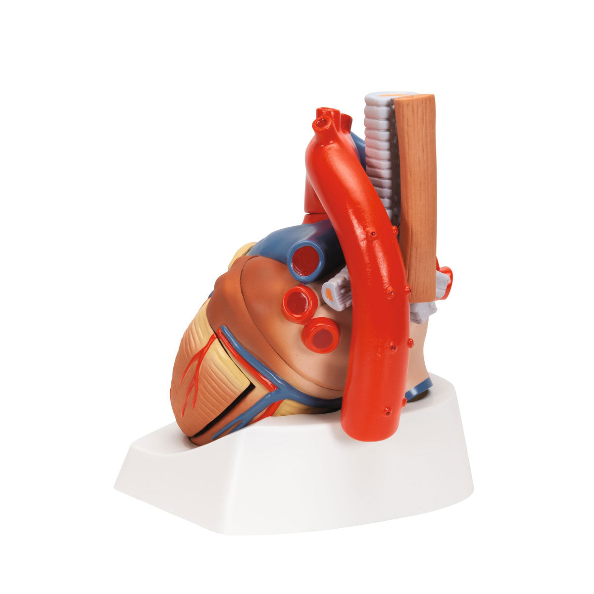 Human Heart Model 7 part 3B Smart Anatomy