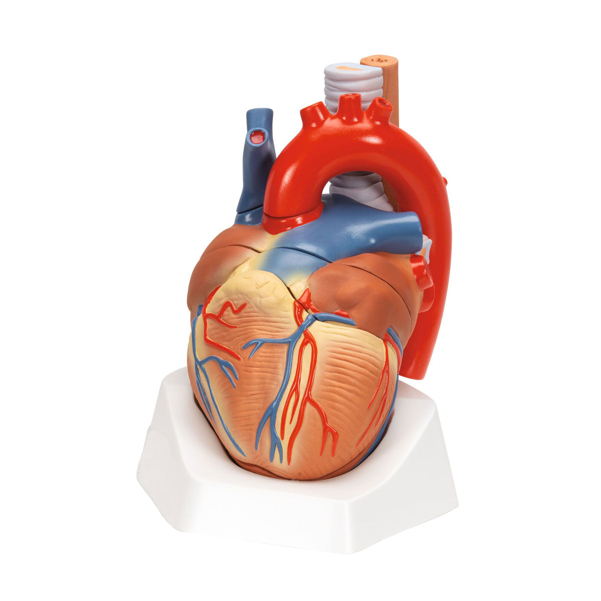 Human Heart Model 7 part 3B Smart Anatomy