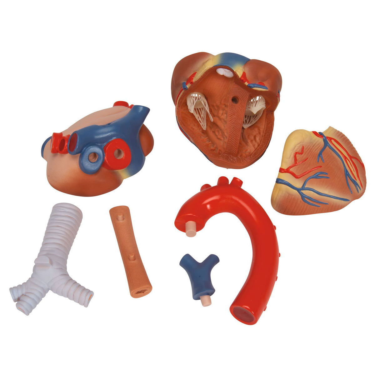 Human Heart Model 7 part 3B Smart Anatomy
