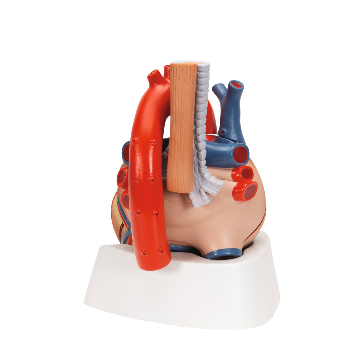 Human Heart Model 7 part 3B Smart Anatomy