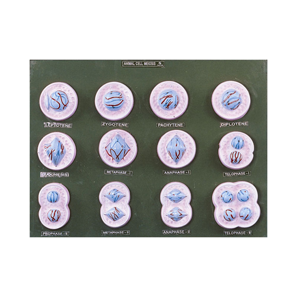 Meiosis Animal Model