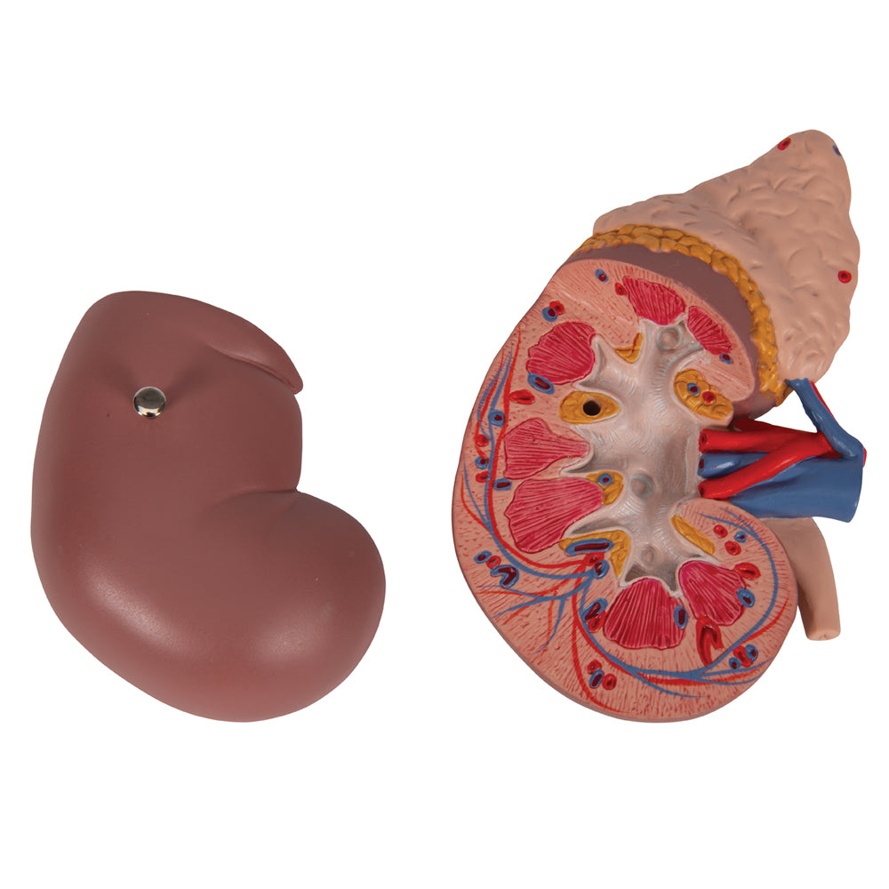 Kidney Model with Adrenal Gland, 2 Part
