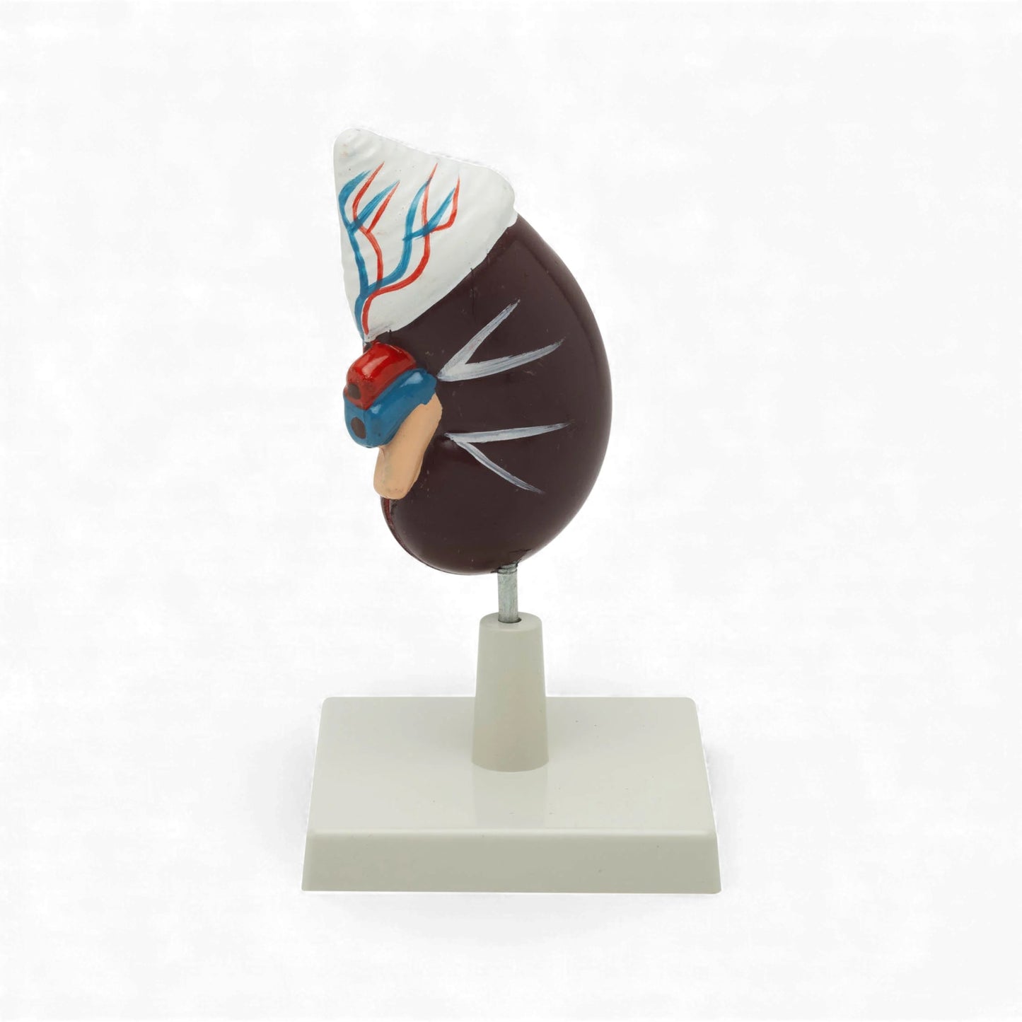 Model Kidney W/ Adrenal Gland 2-Part