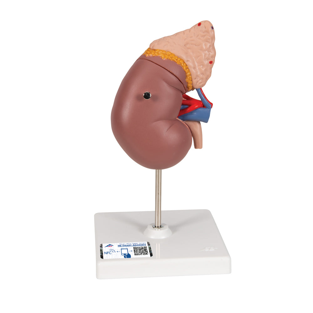 Kidney Model with Adrenal Gland, 2 Part
