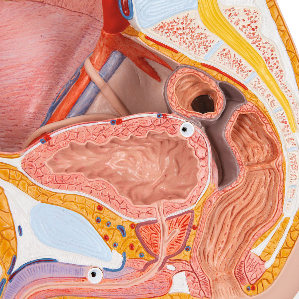 Male Pelvis Model in Median Section 2 part