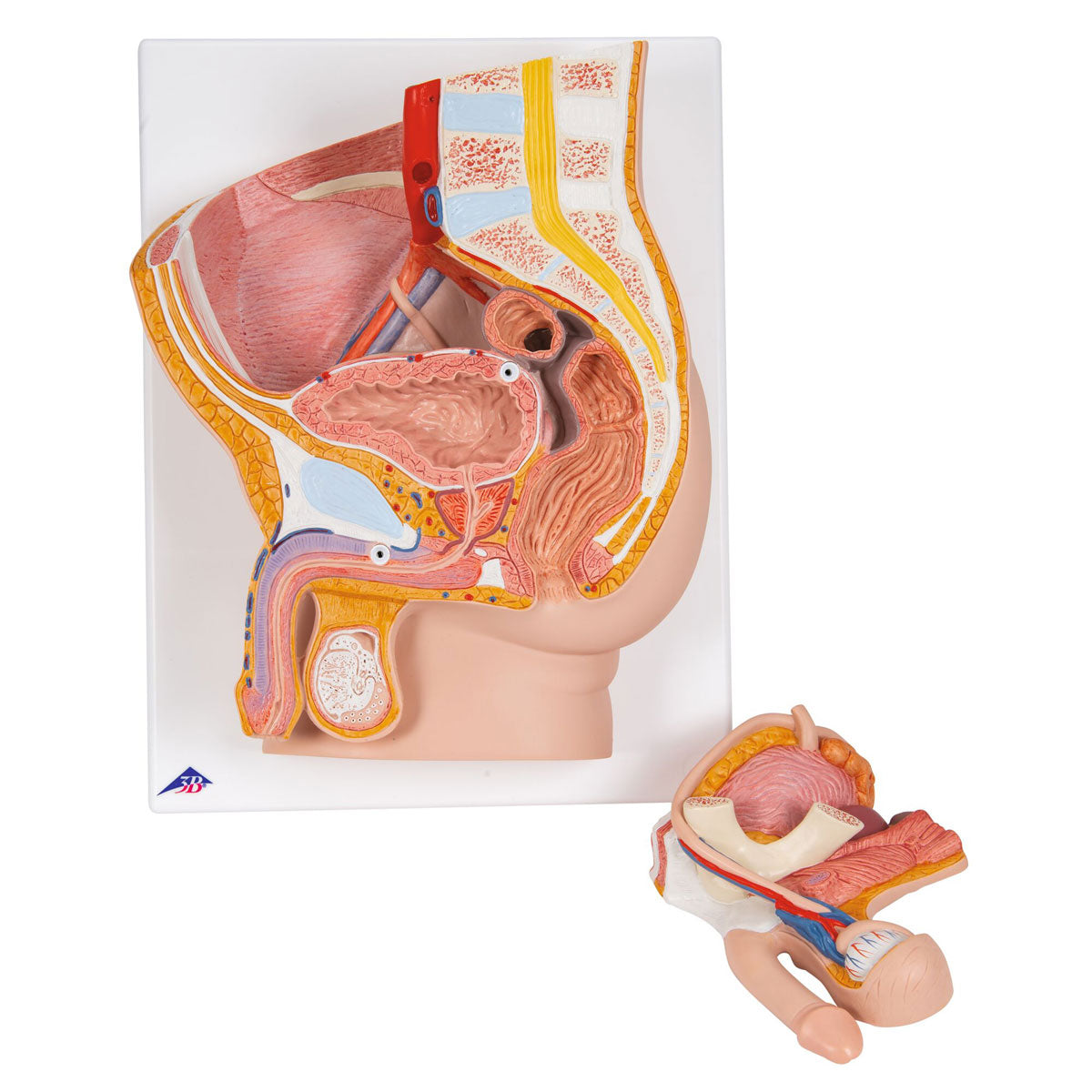 Male Pelvis Model in Median Section 2 part