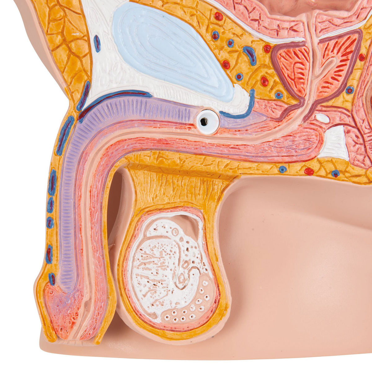 Male Pelvis Model in Median Section 2 part
