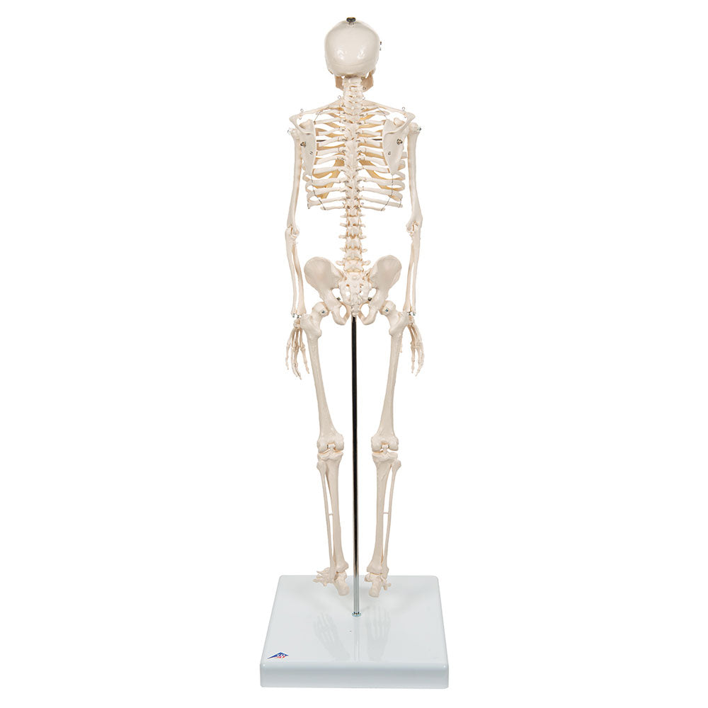 Human Skeleton Model Shorty, 88cm On Base