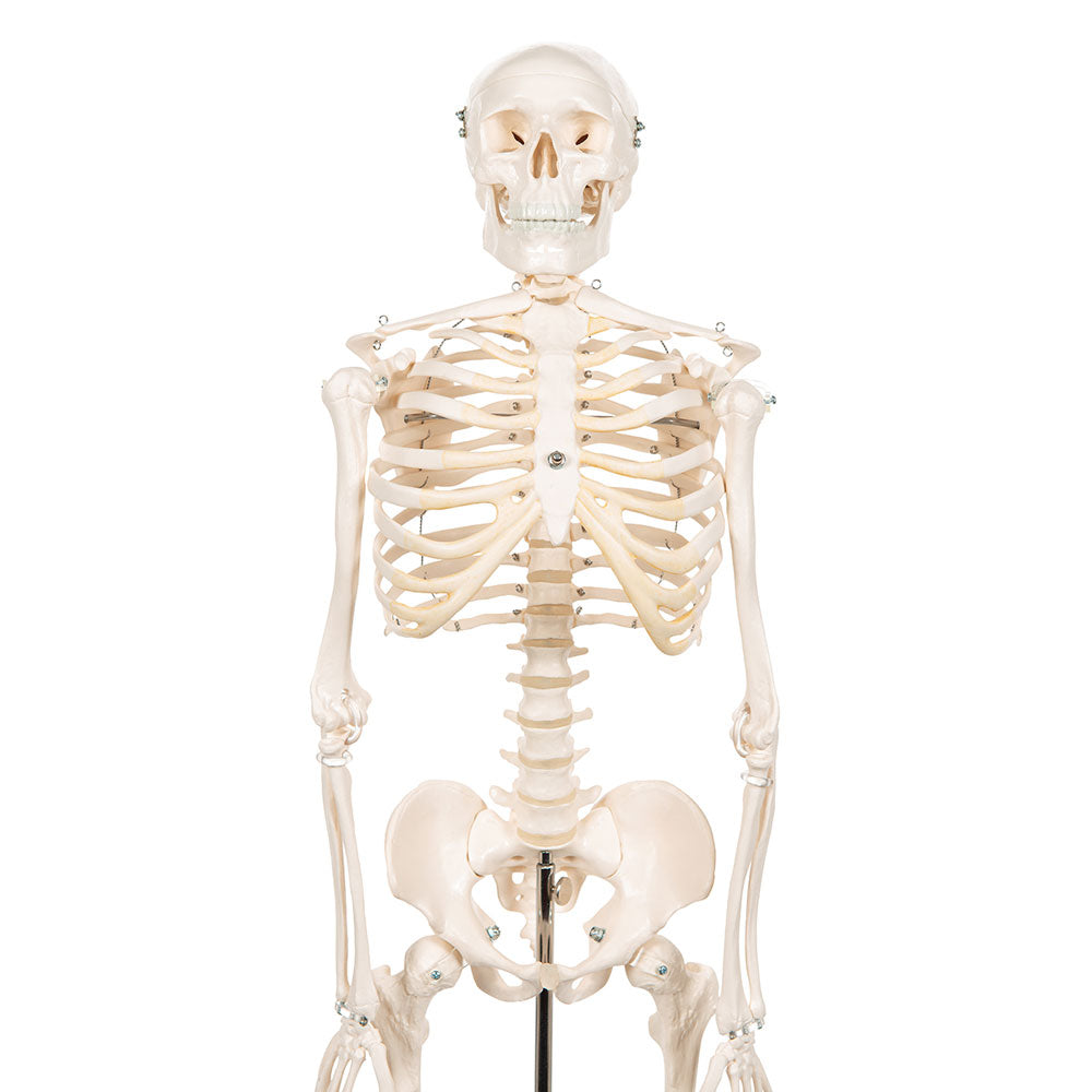 Human Skeleton Model Shorty, 88cm On Base