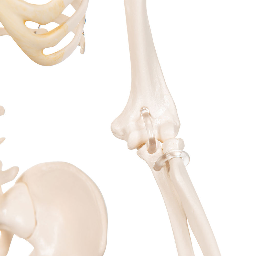 Human Skeleton Model Shorty, 88cm On Base