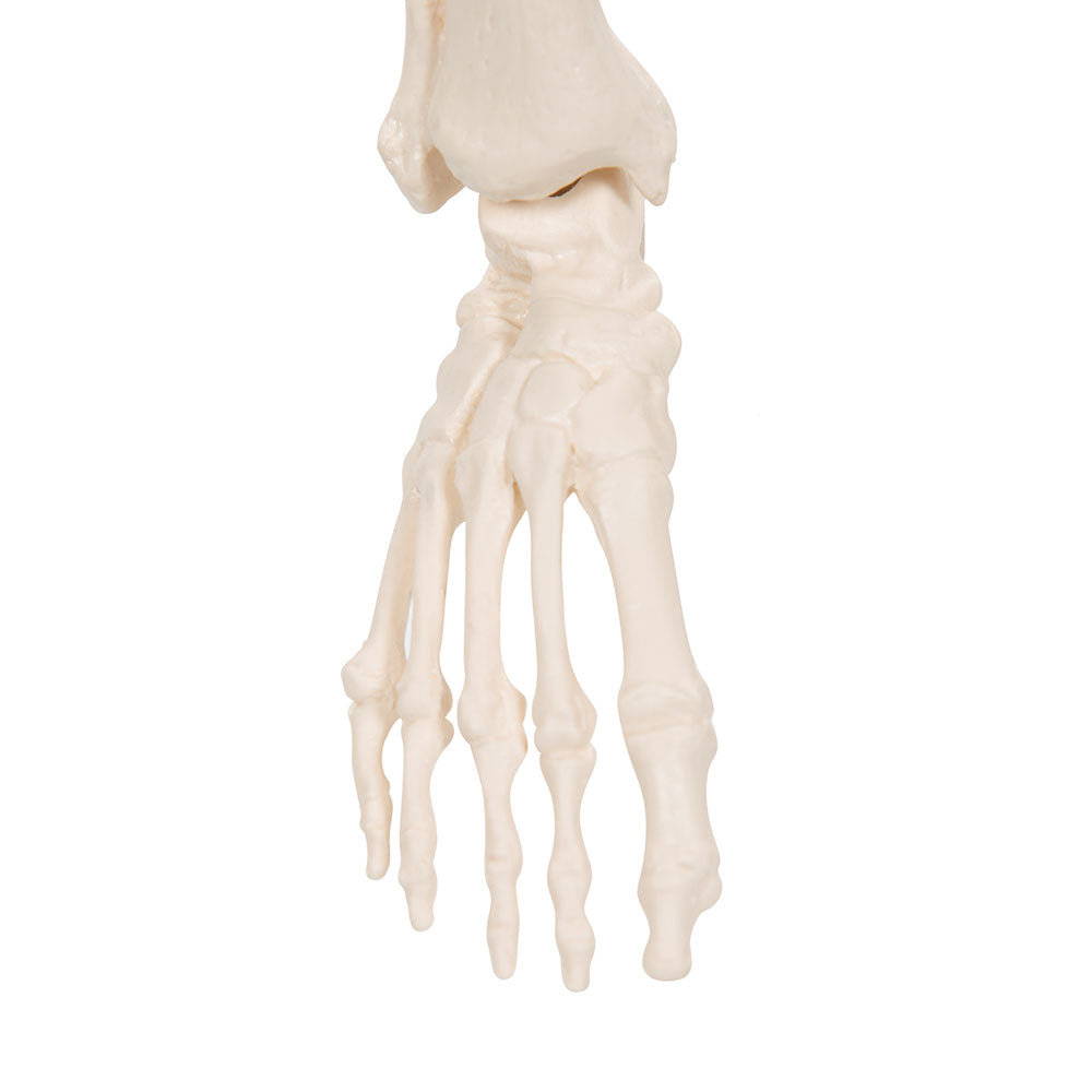 Human Skeleton Model Shorty, 88cm On Base