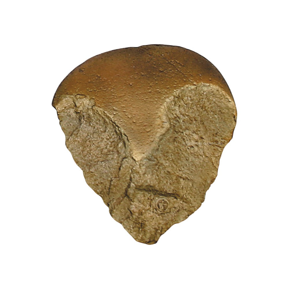 Oldowan Bifacial Chopper Replica (Bone Clones®)