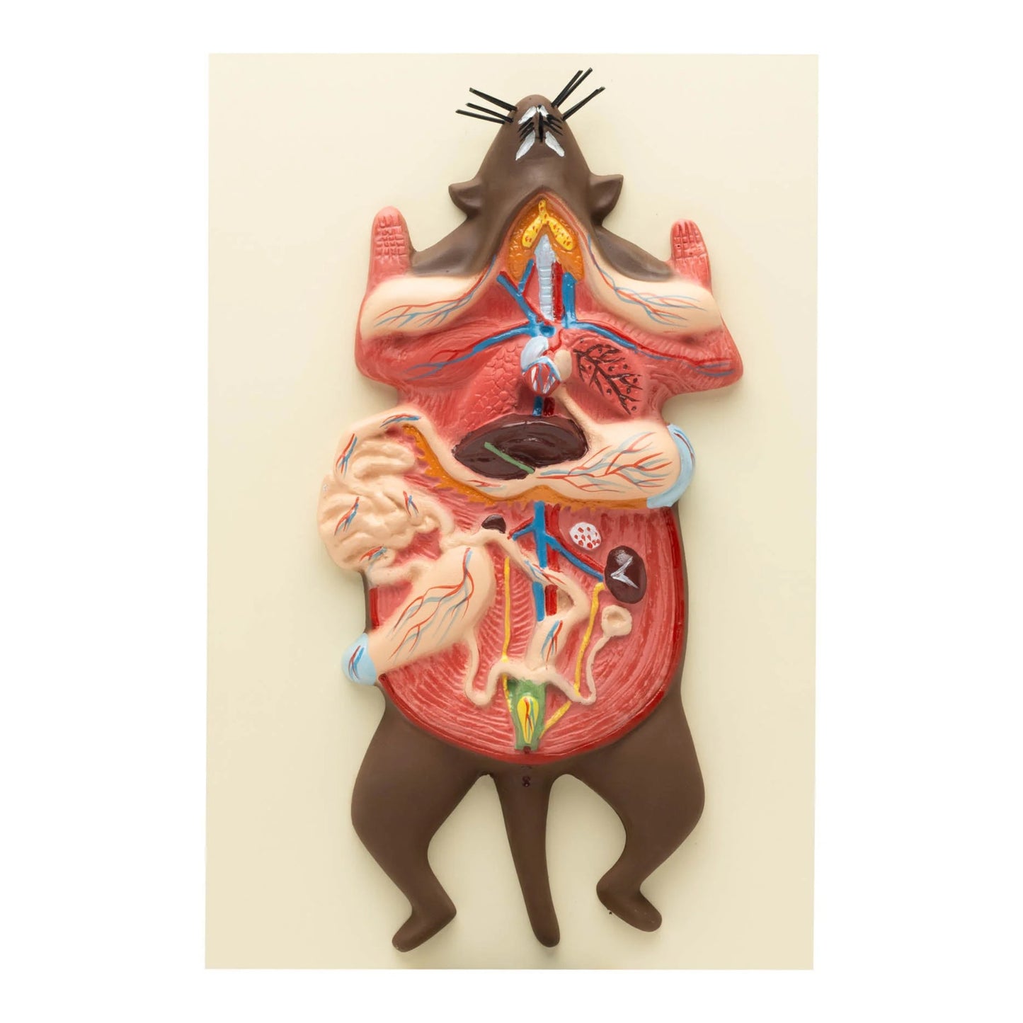 Model Rat Dissection