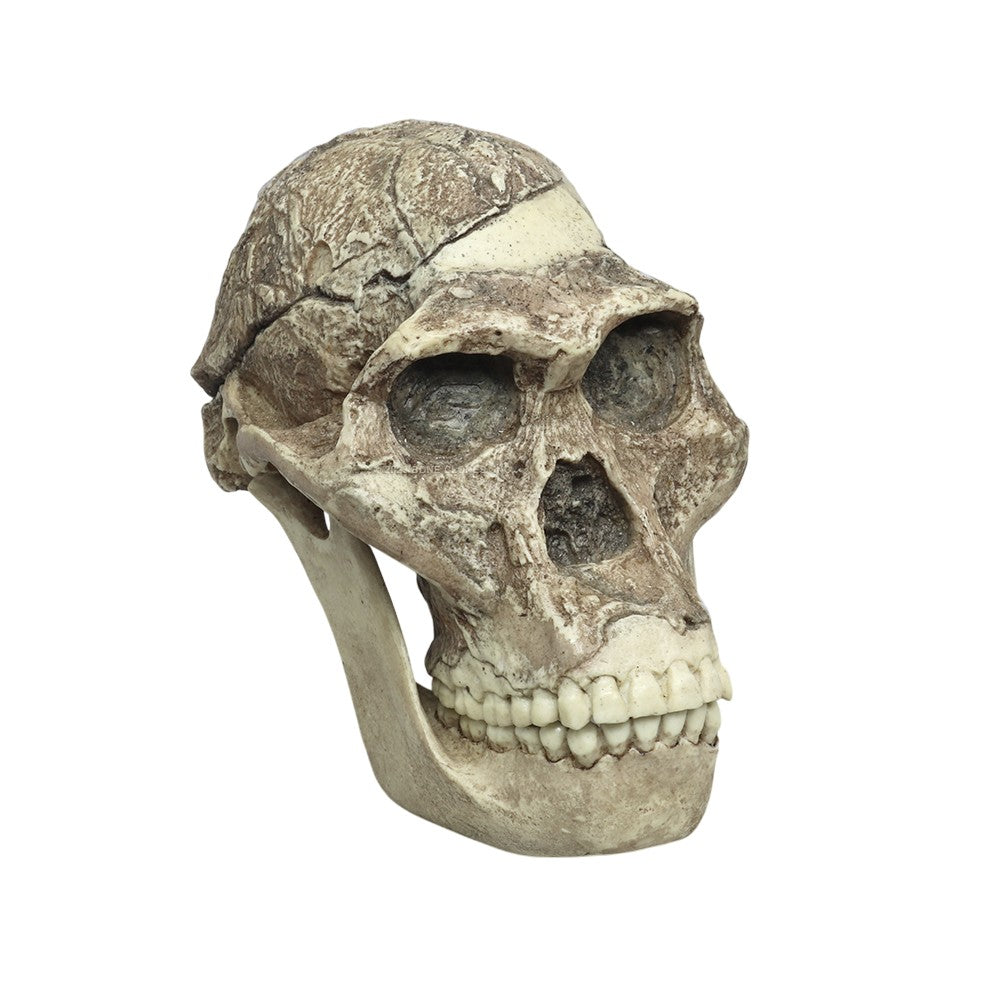 Australopithecus africanus Cranium Sts 5 “Mrs. Ples” with Reconstructed Jaw (Bone Clones®)