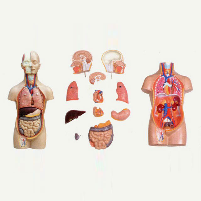 Torso Mini Economy12 Parts