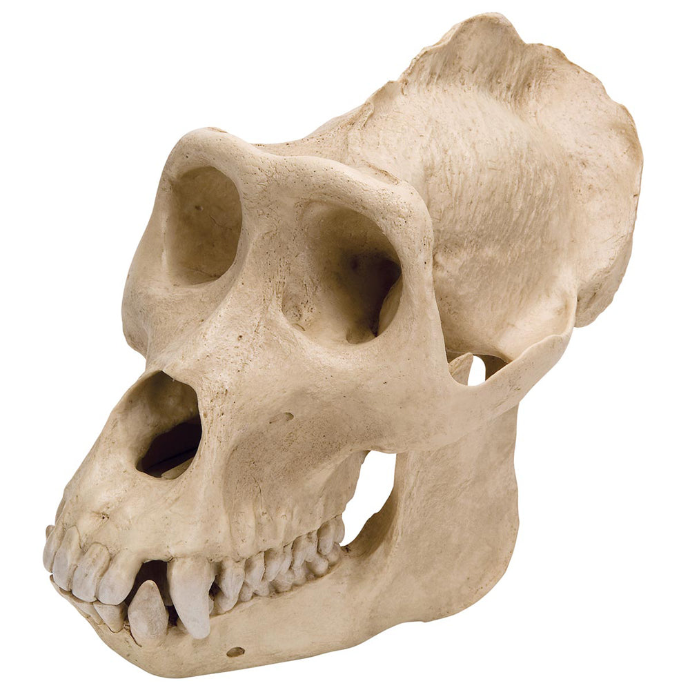 Gorilla Skull Male