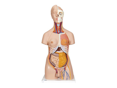 Anatomy