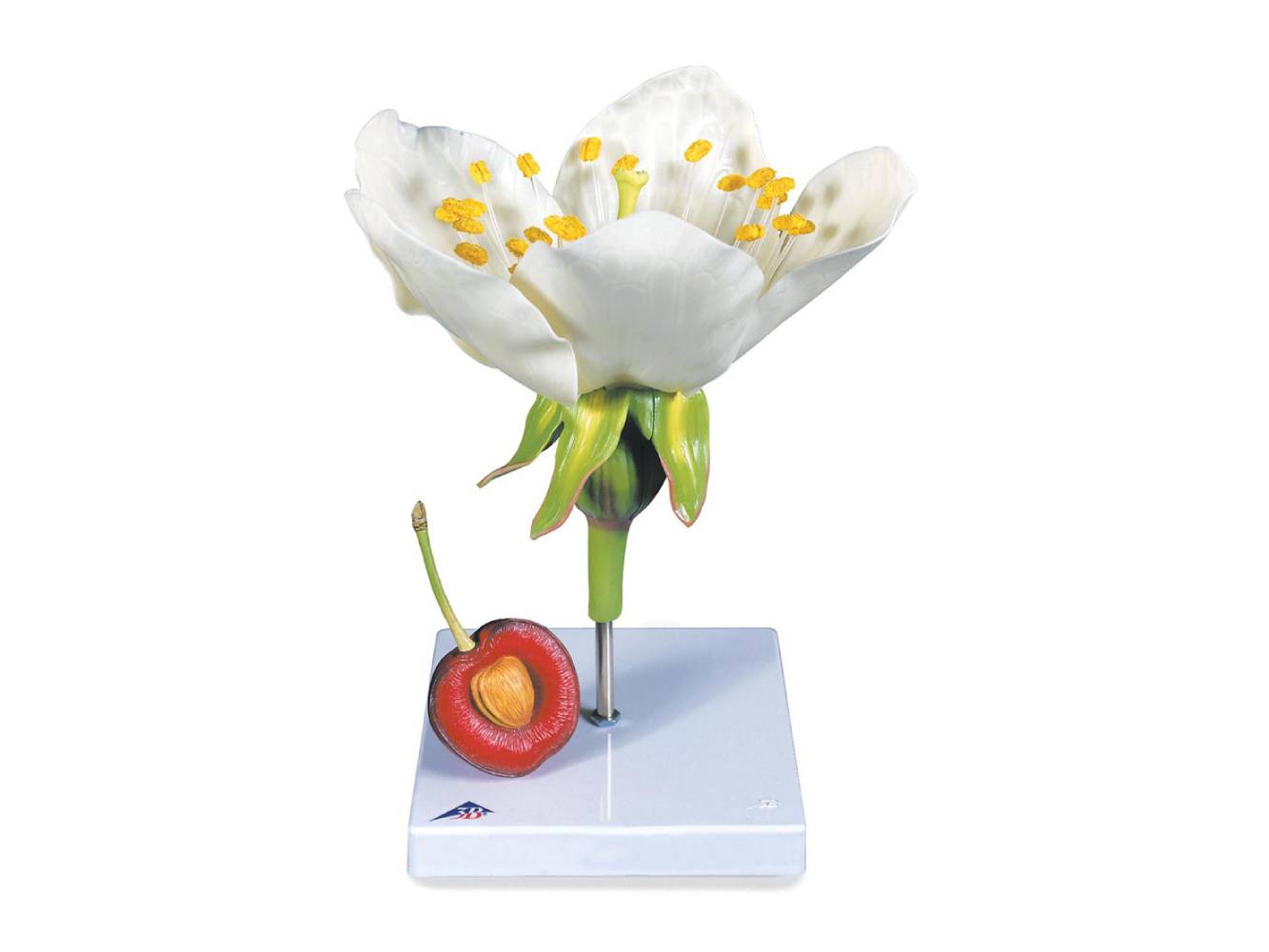 Botany Models NZ | Delta Educational Supplies NZ – Delta Educational ...