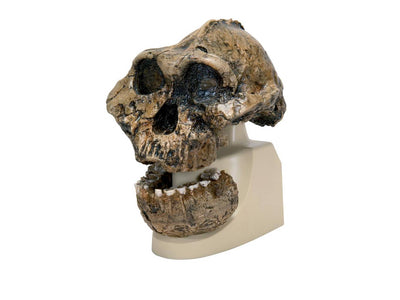 Anthropology
